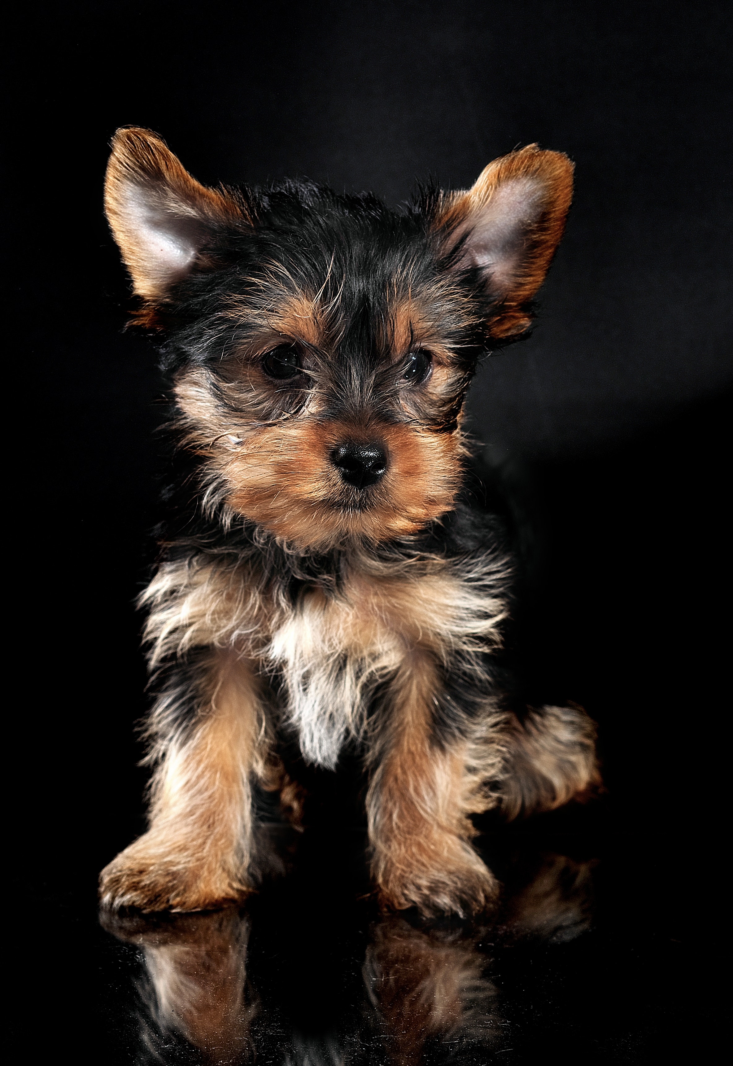 Show shops me a picture of a yorkshire terrier